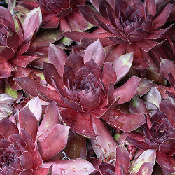 Hens and Chicks 'Maroon mountain'