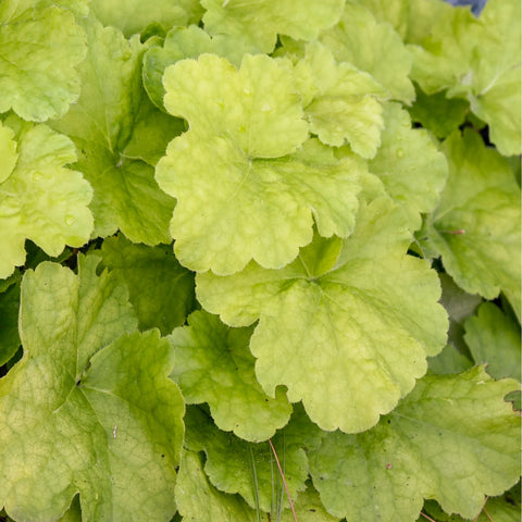 Heuchera 'Pistachio Ambrosia'