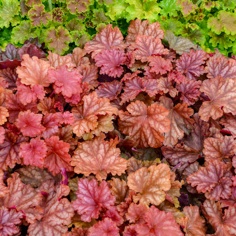 Heuchera 'Peachberry Ice'