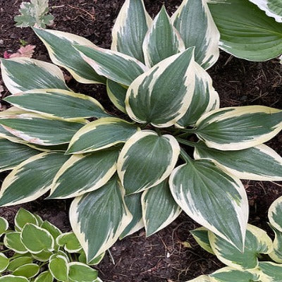 Hosta 'Bobcat'