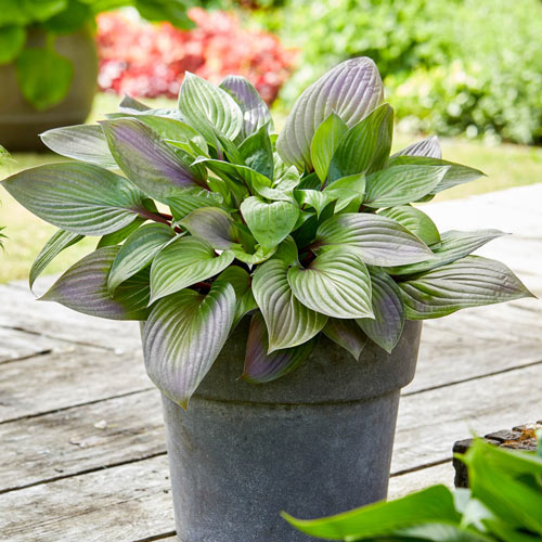 Hosta 'First Blush' – Carp Garden Centre - West Ottawa