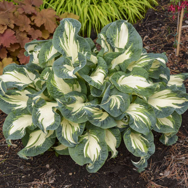 Hosta 'Hans'