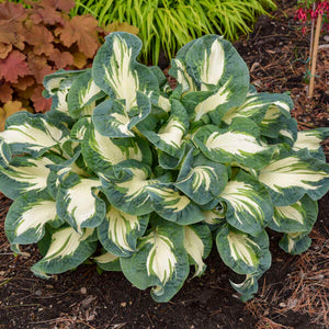 Hosta 'Hans'