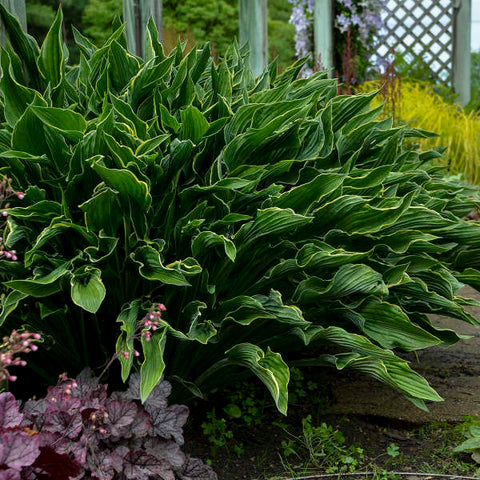 Hosta 'Praying Hands'