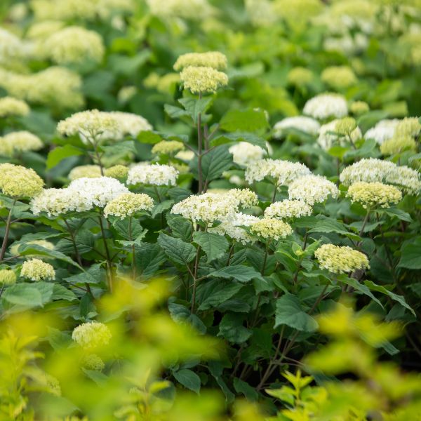 Hydrangea 'Flowerfull'