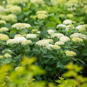 Hydrangea 'Flowerfull'