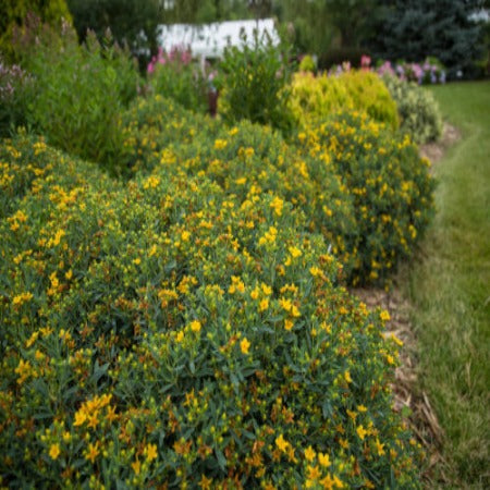 Hypericum 'Cobalt-n-Gold'