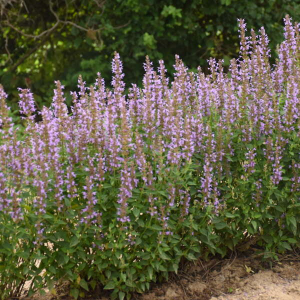 Hyssop 'Blue Bayou'