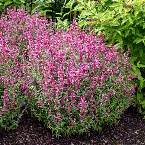 Hyssop 'Rosie Posie'