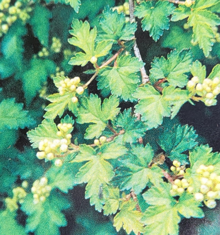 Cutleaf Stephanandra ‘Crispa’