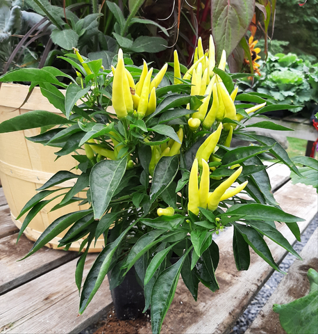 Ornamental Pepper 'Chilly Chill'