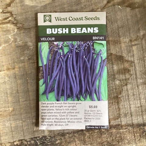 Bush Beans ‘Velour’ - West Coast Seeds