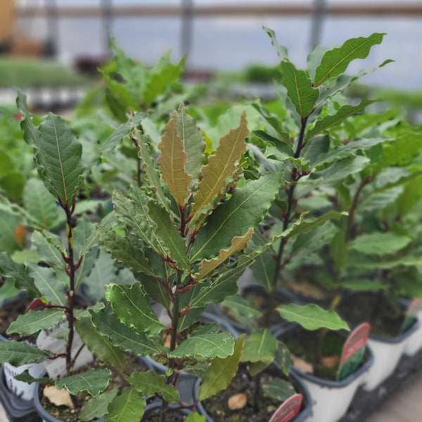 Bay Laurel 4"