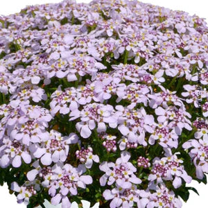 Iberis 'Candy Sorbet'