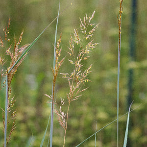 Indian Grass