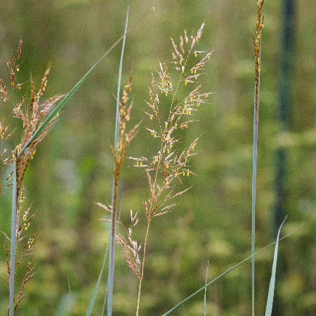 Indian Grass