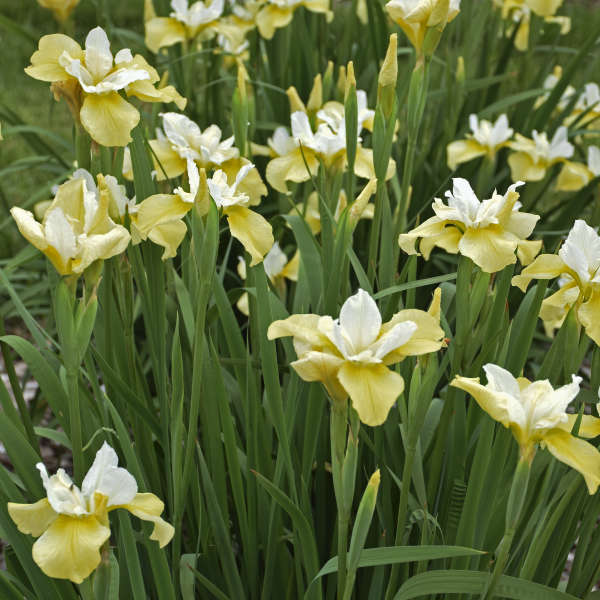 Iris 'Butter &Sugar'