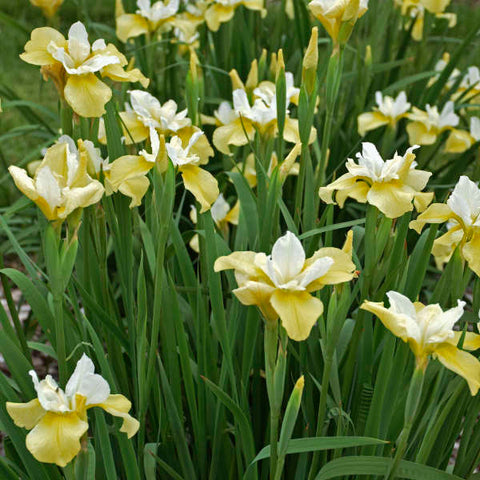 Iris 'Butter &Sugar'