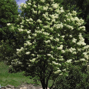 Lilac 'Ivory Silk'- Clump Form