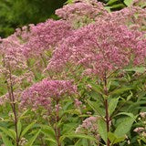 Joe Pye Weed ' Sweet '