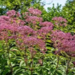 Joe Pye Weed ' Sweet '