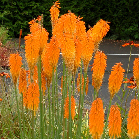 Red Hot Poker 'Mango popsicle'