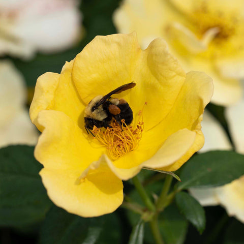 Rose 'Easy Bee-zy' Knock Out