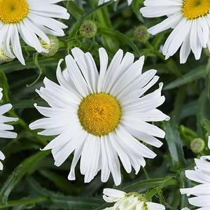 Shasta Daisy 'Lucille™ Grace'