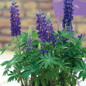 Lupine 'Mini Gallery Blue’