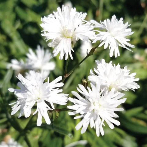 Ragged Robin 'Petite Henri'