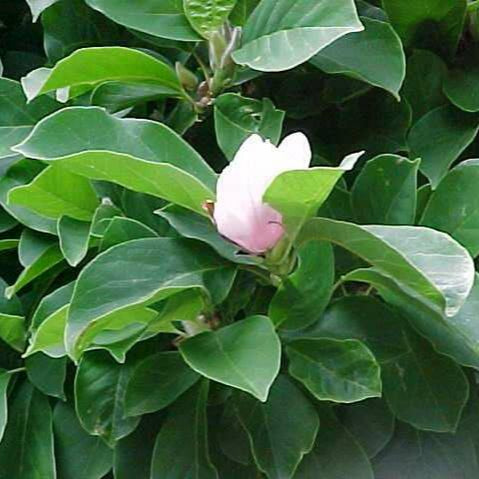 Magnolia 'Saucer'