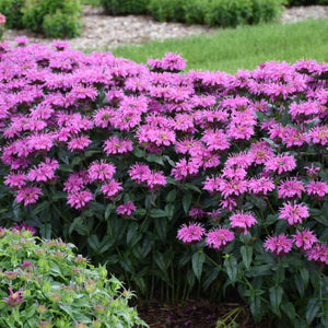 Beebalm 'Lavender Taffeta'
