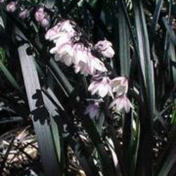 Mondo Grass 'Black'
