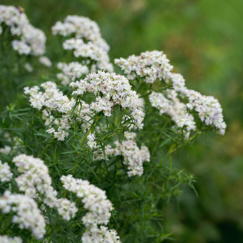 Narrowleaf Mountain Mint
