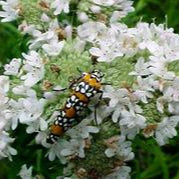 Narrowleaf Mountain Mint