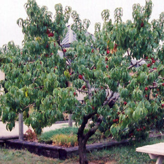 Nectarine 'Hardired'