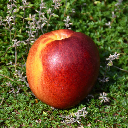 Nectarine 'Hardired'