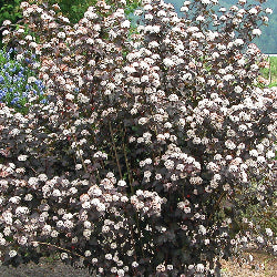 Diablo Purple Ninebark 'Monlo'