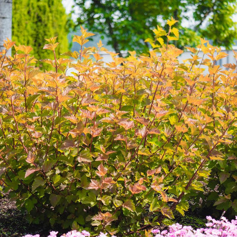 Ninebark 'Savannah Sunset'