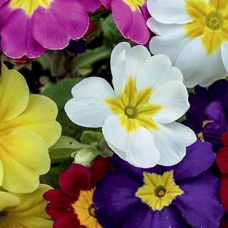 Primula 'Pacific Hybrids'