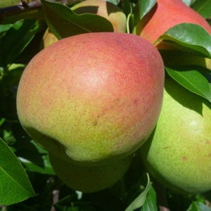 Pear 'Flemish Beauty'