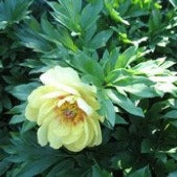 Peony 'Border Charm'