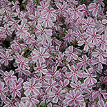 Phlox 'Candy Stripe'