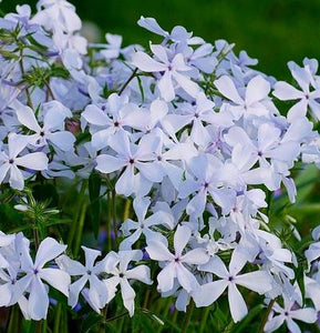 Phlox 'May Breeze'