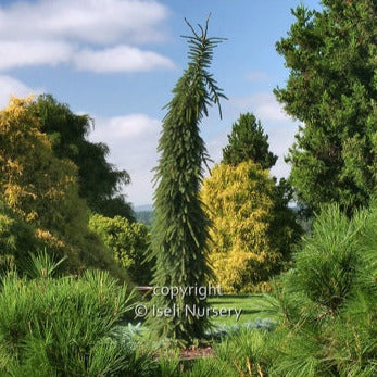 Bruns Weeping Serbian Spruce - Large Caliper