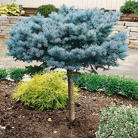 Colorado Spruce 'Glauca Globosa'