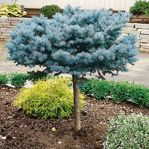 Colorado Spruce 'Glauca Globosa'