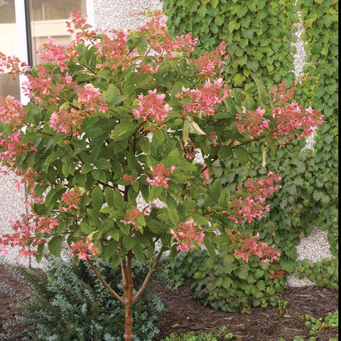 Hydrangea 'Pink Diamond'-Tree Form