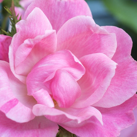 Rose 'Pink Knock Out'