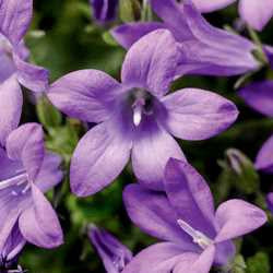 Bellflower 'Clockwise Deep Blue'